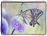 Motyl, Paź królowej, Kwiat, Fioletowy, Makro