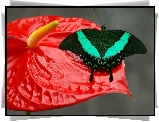 Motyl, Kwiat, Anturium