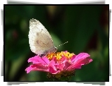Motyl, Kwiat, Cynia