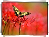 Motyl, Kwiat, Makro