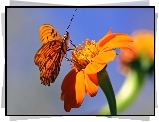 Motyl, Kwiat, Makro