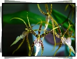 Orchidea, Kwiat, Światło