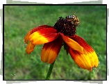 Kwiat, Rudbekia, Owad, Pszczoła