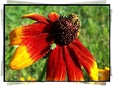 Kwiat, Rudbekia, Owad, Pszczoła