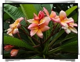 Kwiat, Plumeria