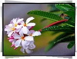 Kwiat, Plumeria