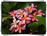 Kwiat, Plumeria