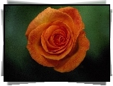 Pomarańczowy, Kwiat, Róży