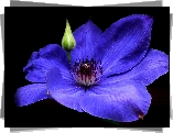 Przyroda, Kwiat, Clematis
