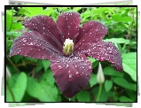 Przyroda, Kwiat, Clematis
