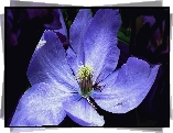 Przyroda, Kwiat, Clematis