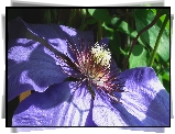 Przyroda, Kwiat, Clematis
