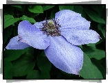 Przyroda, Kwiat, Clematis
