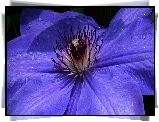 Przyroda, Kwiat, Clematis