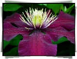 Przyroda, Kwiat, Clematis