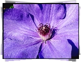 Przyroda, Kwiat, Clematis