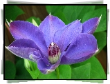Przyroda, Kwiat, Clematis