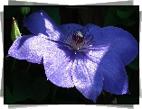 Przyroda, Kwiat, Clematis