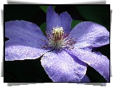 Przyroda, Kwiat, Clematis