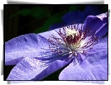 Przyroda, Kwiat, Clematis