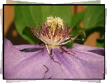 Przyroda, Kwiat, Clematis