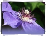 Przyroda, Kwiat, Clematis