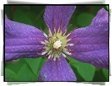 Przyroda, Kwiat, Clematis