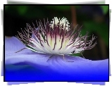 Przyroda, Kwiat, Clematis