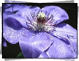 Przyroda, Kwiat, Clematis