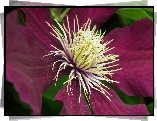 Przyroda, Kwiat, Clematis