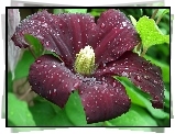 Przyroda, Kwiat, Clematis