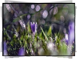 Kwiat, Krokus, Rośliny, Bokeh