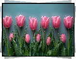 Kwiat, Tulipany, Różowe