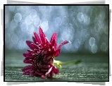 Różowy, Kwiat, Bokeh