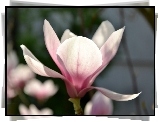 Różowy, Kwiat, Magnolii