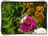 Różowy, Kwiat, Motyl