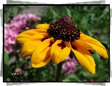 Kwiat, Rudbekia