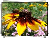 Kwiat, Rudbekia