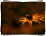 Rudbekia, Kwiat, Fractalius