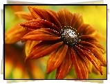Kwiat, Rudbekia