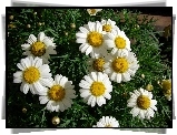 Kwiat, Rumianku