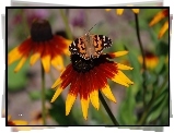 Kwiat, Rudbekia, Motyl, Rusałka, Osetnik