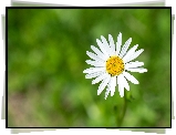 Kwiat, Białe, Płatki, Zielone, Tło, Margerytka