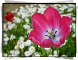 Kwiat, Tulipan