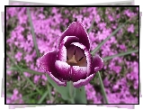 Kwiat, Tulipan