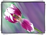 Tulipan, Kwiat, Makro