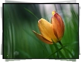 Tulipan, Kwiat, Płatki