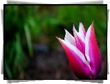 Kwiat, Wiosenny, Tulipan, Płatki