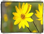 Kwiat, Zbliżenie, Żółty