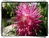 Kwiatek, Aster